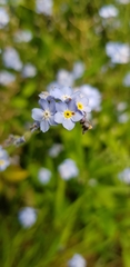 Myosotis
