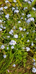 Myosotis