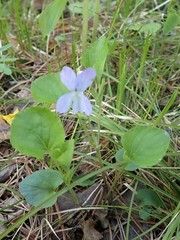 Viola mauritii