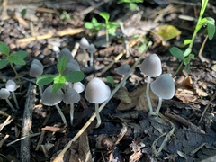 Coprinopsis canoceps