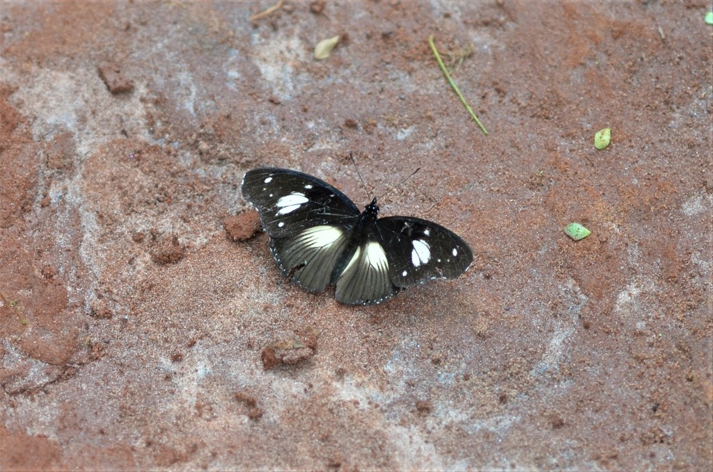 Hypolimnas bartelotti
