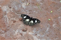 Hypolimnas bartelotti