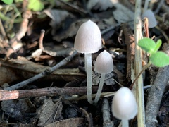 Coprinopsis canoceps