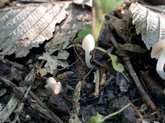 Coprinopsis canoceps