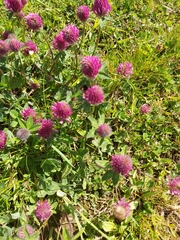 Trifolium pratense