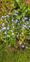 Myosotis