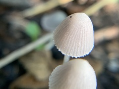 Coprinopsis canoceps