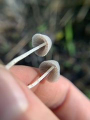 Coprinopsis canoceps
