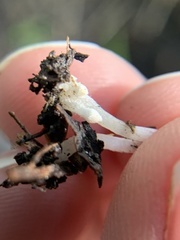 Coprinopsis canoceps