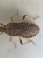 Ceraleptus lividus