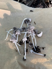 Coprinopsis canoceps