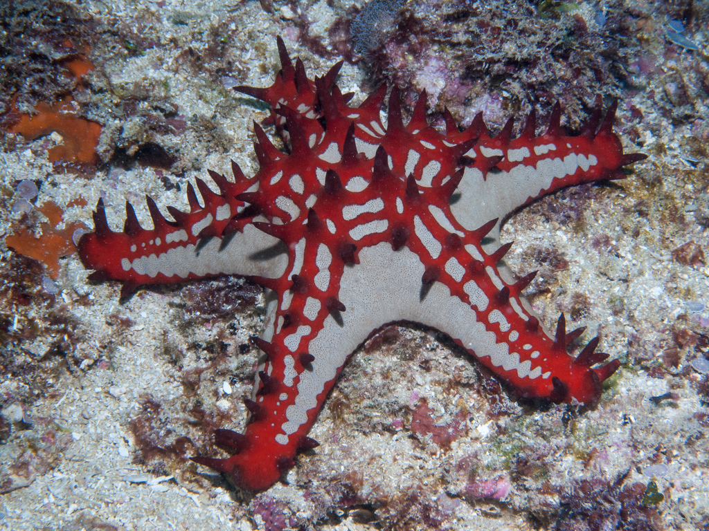 Photo of Red-knobbed sea star (Protoreaster lincki)