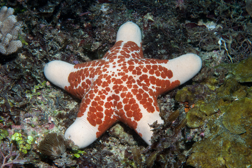 Choriaster granulatus