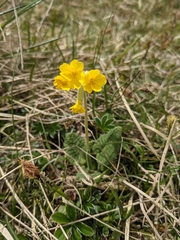 Primula veris veris