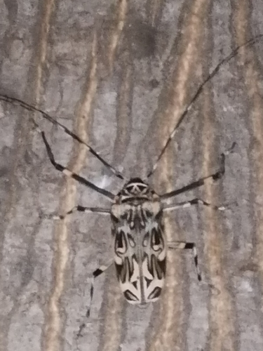 Escarabajo arlequín (Acrocinus longimanus)