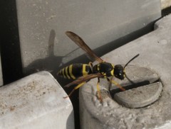 Ancistrocerus parietum