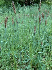 Alopecurus geniculatus