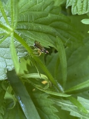 Cordilura