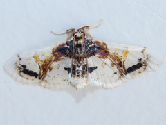 Compacta nigrolinealis