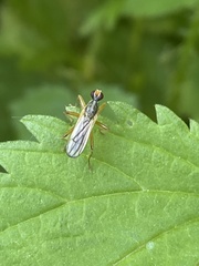 Cordilura