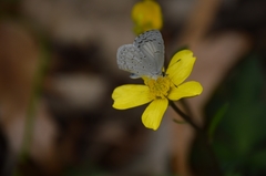 Celastrina echo gozora