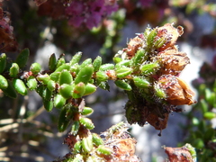 Erica clavisepala