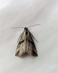 Zebeeba falsalis