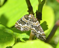 Electrophaes corylata