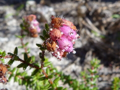 Erica clavisepala