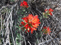 Castilleja hispida acuta