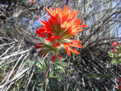 Castilleja hispida acuta