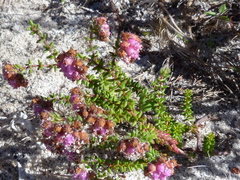 Erica clavisepala