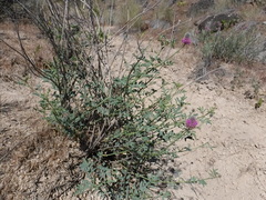 Dalea ornata