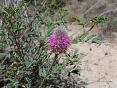 Dalea ornata