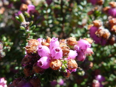 Erica clavisepala
