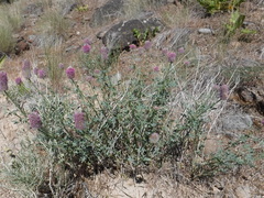 Dalea ornata