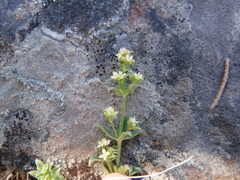 Galium multiflorum