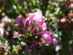 Erica clavisepala