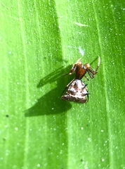 Micrathena hamifera