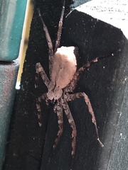 Selenops submaculosus