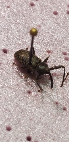 Unequal Weevil