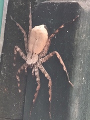 Selenops submaculosus