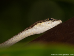 Dryophiops rubescens