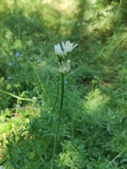 Allium roseum