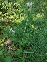 Allium roseum