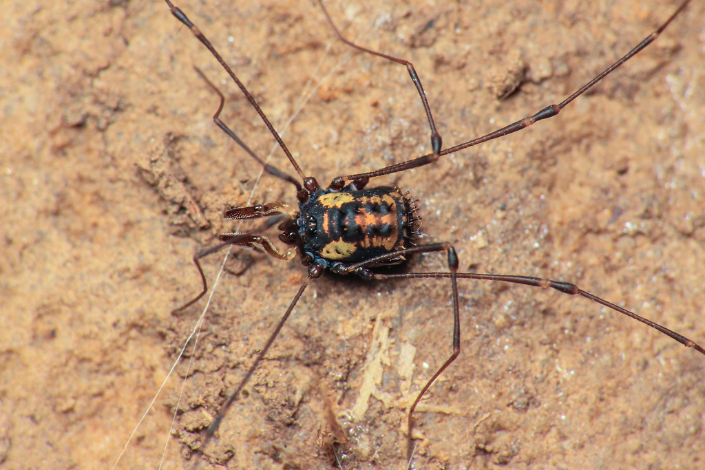 Nemastomella dentipatellae