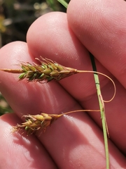 Carex limosa