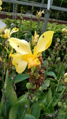 Canna indica