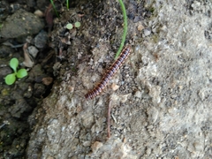 Oxidus gracilis
