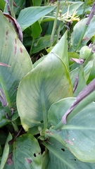 Canna indica
